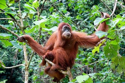 Orangutan Sumatran descriere și fotografie