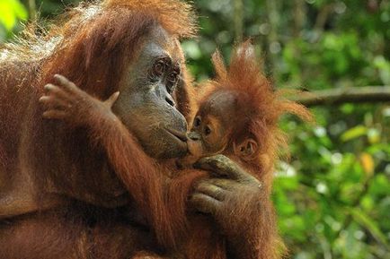 Orangutan Sumatran descriere și fotografie