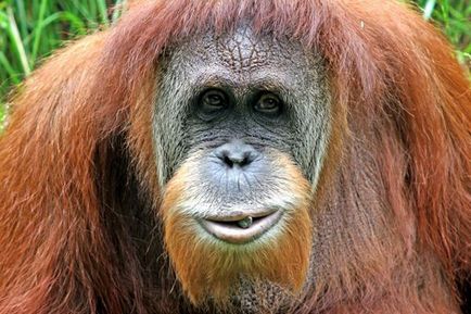 Orangutan Sumatran descriere și fotografie