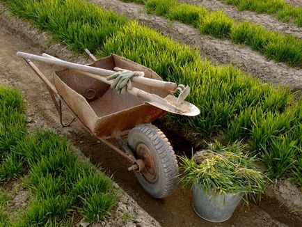 Органічні добрива з рослин сидерати, компост, рідке зелене добриво