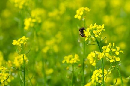 Îngrășăminte organice din siderate de plante, compost, îngrășământ lichid verde