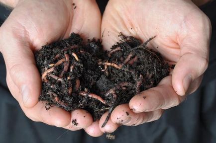 Îngrășăminte organice din siderate de plante, compost, îngrășământ lichid verde