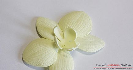 Orhideele Phalaenopsis pentru ornamentele fabricate din fameiran de către propriile mâini pot fi făcute de către începători (creând flori de la fameirana) Orhideele Phalaenopsis pentru ornamentele fabricate din fameirana pot fi făcute de către începători înșiși