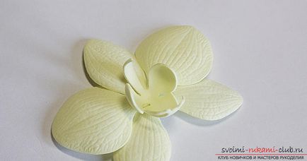 Orhideele Phalaenopsis pentru ornamentele fabricate din fameirana pot fi făcute de către începători înșiși