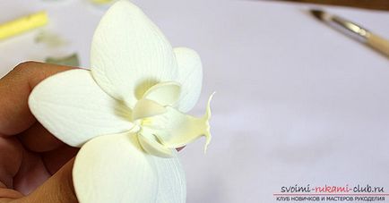 Orhideele Phalaenopsis pentru ornamentele fabricate din fameirana pot fi făcute de către începători înșiși