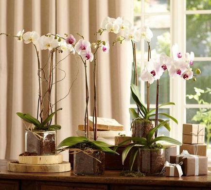 Orhideele din dormitoare pot fi păstrate în interior