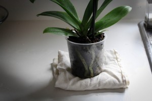 Phalaenopsis orhidee, cum să îngrijești acasă, o fermă exemplară (phalaenopsis orchid + cum să ai grijă) Phalaenopsis orhidee, cum să aibă grijă la domiciliu, fermă exemplară