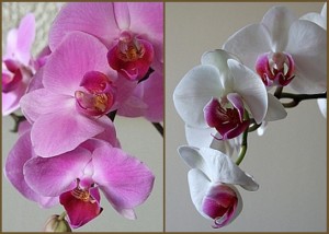 Phalaenopsis orhidee, cum să aibă grijă la domiciliu, fermă exemplară