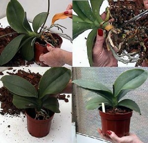 Phalaenopsis orhidee, cum să aibă grijă la domiciliu, fermă exemplară