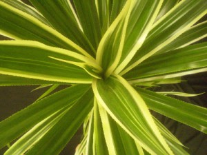 Орхідея фаленопсис, як доглядати в домашніх умовах, зразкова садиба