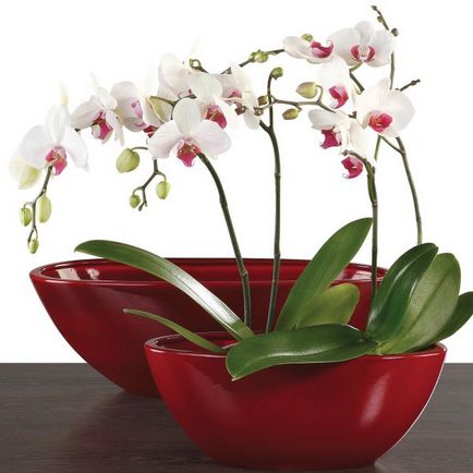 Phalaenopsis orhidee, cum să aibă grijă la domiciliu, fermă exemplară