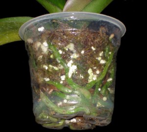 Phalaenopsis orhidee, cum să aibă grijă la domiciliu, fermă exemplară
