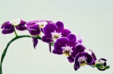 Orhidee violet (fotografie)