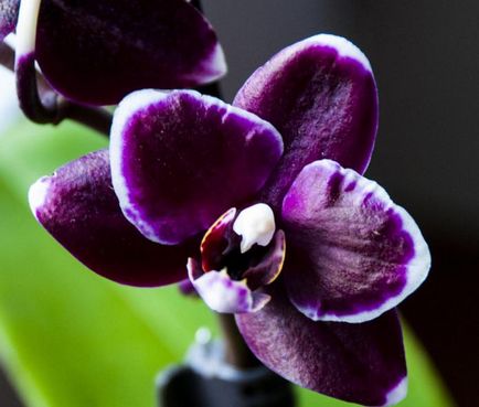 Орхідея фіолетова (фото)