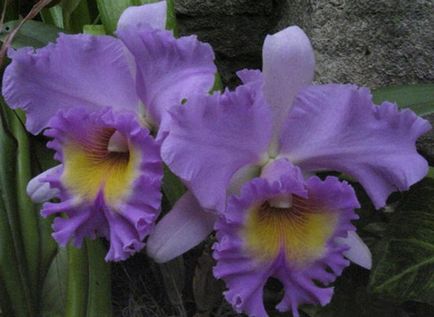 Orchid лилаво (снимка)