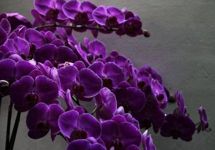 Orhidee violet (fotografie)