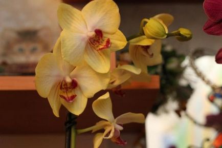 Orchid - személyes tapasztalat, és tippeket növekvő