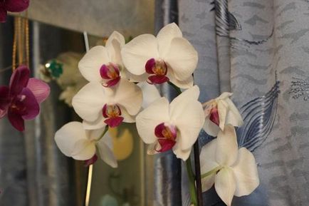 Orchid - személyes tapasztalat, és tippeket, növekvő (kaktusz héten víz) Orchid - személyes tapasztalat, és tippeket növekvő