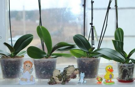 Orhidee - experiență personală și sfaturi privind cultivarea