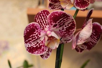 Orhidee - experiență personală și sfaturi privind cultivarea