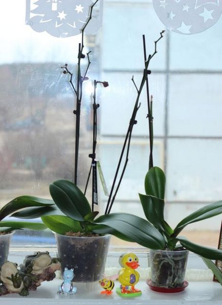 Орхідея - особистий досвід і поради по вирощуванню