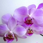 Orchidea a hálószobában