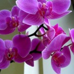 Orchidea a hálószobában