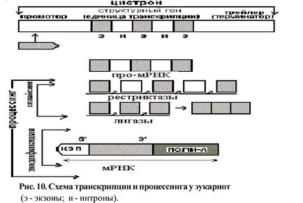 Bazele biologiei moleculare