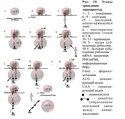 Bazele biologiei moleculare