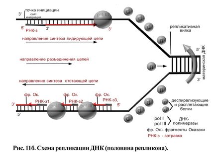 Bazele biologiei moleculare