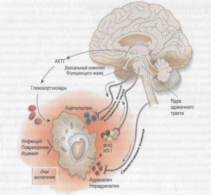 Basic hormonii timi - stadopedia