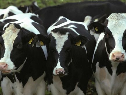 Jellemzői felkészülés ellés üszők - agroxxi (készítmény üszők ellés) Jellemzői felkészülés ellés üszők - agroxxi