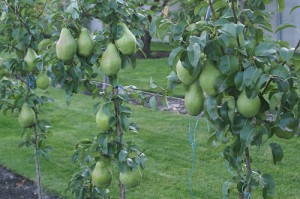 Caracteristici de plantare pere pe un stoc dwarfish în grădină, în grădina mea