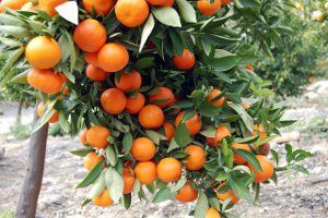 Caracteristici de îngrijire pentru un arbore de mandarine