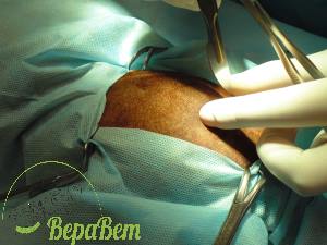 Osteosinteza femurului în clinica veterinară pisică de credință nefrologică