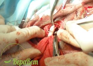 Osteosinteza femurului în clinica veterinară pisică de credință nefrologică