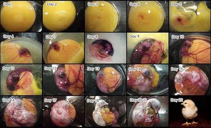 Відбір яєць для інкубації овоскопі, фото і рекомендації