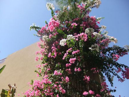 A jelentés a látogatás Jordan, Aqaba, Petra, Holt-tenger, a menedzser - Mitin anna