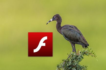 Kikapcsolja az automatikus betöltése flash meghajtók a böngésző opera