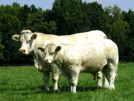 Laptele de viță de vie pentru carne, buletin agroindustrial