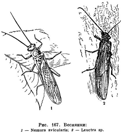 Escadronul (plecoptera) este