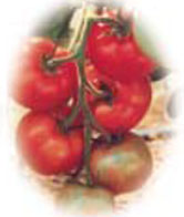 Semănători de legume - semănătoare pentru legume morcovi, varză, roșii - roșii, sfeclă roșie,
