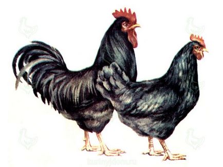 Pâine rasă Pantsirevskaya (păsări negre Pantsirevskaya de pui) Pâine rasă Pantsirevskaya de pui
