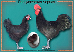 Pantsirevskaya rasă de pui caracteristică, descriere și fotografie