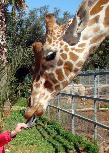 Paphos zoo