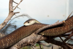 Paphos zoo