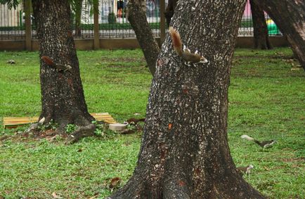 Parcul și piața Chatuchak din Bangkok, viața post-rusă din Asia