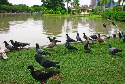 Parcul și piața Chatuchak din Bangkok, viața post-rusă din Asia