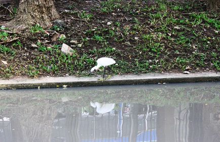 Parcul și piața Chatuchak din Bangkok, viața post-rusă din Asia