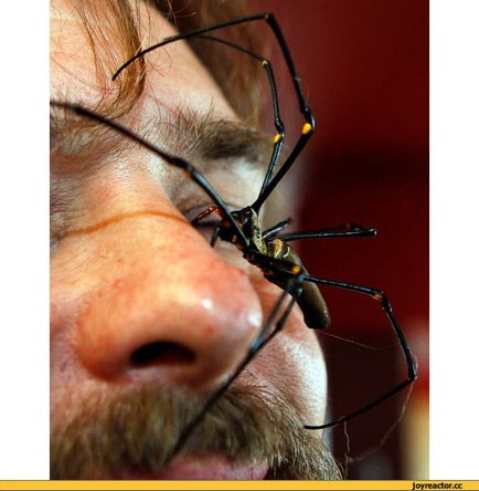 Păianjenul se târăște cu un semn de semne ale oamenilor care creează un păianjen